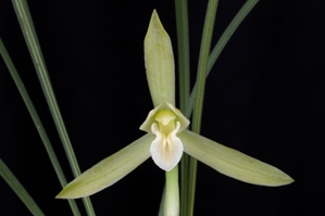 Cymbidium goeringii Yue Pei Su AM/AOS 81 pts.